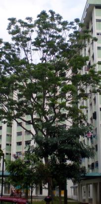 Blk 108 Aljunied Crescent (Geylang), HDB 4 Rooms - For Rent - Photo 2