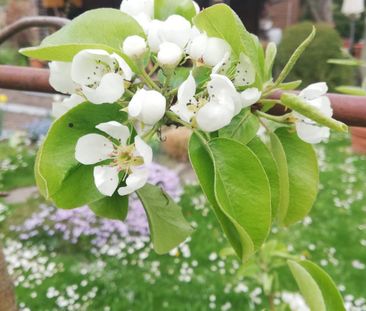 Zimmer zu vermieten, 30 Kw. m, HARRAS - Foto 1