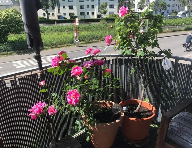 Süße Single-Wohnung in Köln Sürth zu vermieten - Foto 1