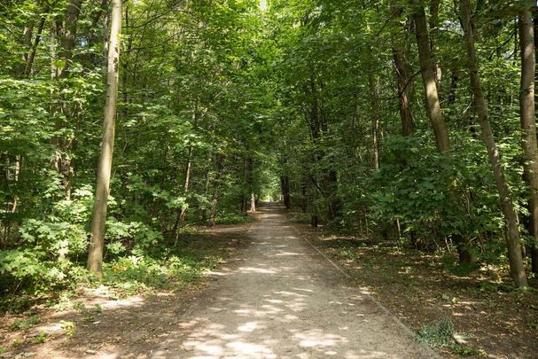 Dla miłośników spacerów po lesie - Zdjęcie 1