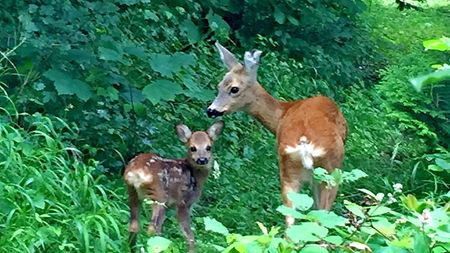 4½ Zimmer-Wohnung in Zürich - Kreis 11 Allenmoos, möbliert, auf Zeit - Photo 3