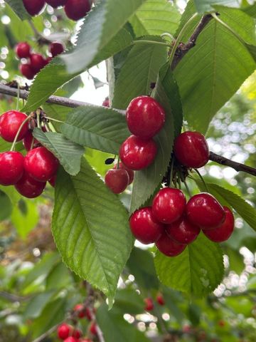 For Lease - 2451 Loanne Drive Unit# LOWER, Mississauga, Ontario - Photo 3