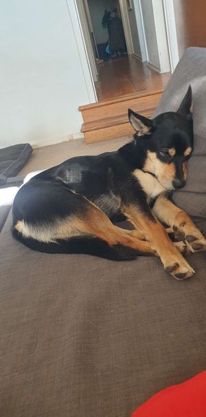 Templestowe Lower - Photo 1