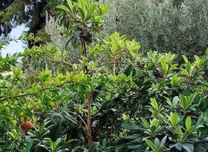 Μονοκατοικία για ενοικίαση - Χαλκίδα, - Photo 4