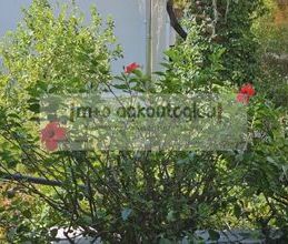 Διαμέρισμα για ενοικίαση - Σαρωνίδα - Photo 6