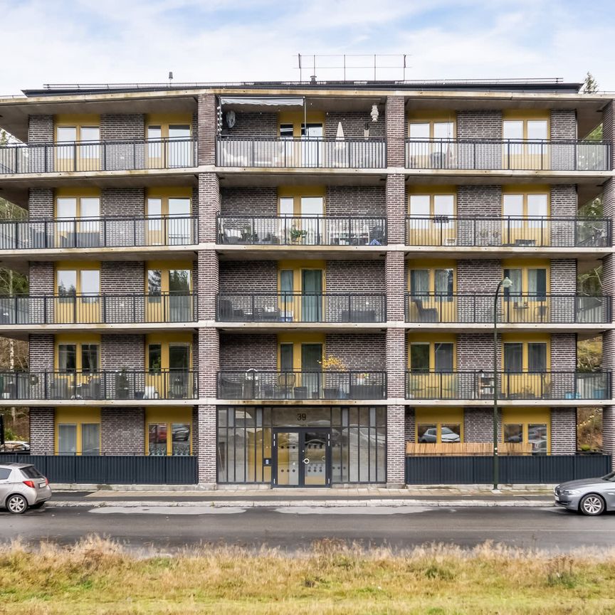 Gaffelseglet, Vega - Photo 1