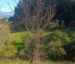 Βίλα για ενοικίαση - Μαρκόπουλο Ωρωπού, - Photo 5