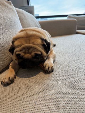 Wentworth Point - Photo 4