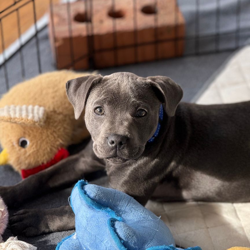 Noble Park - Photo 1