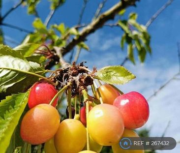 3 bedroom bungalow to rent - Photo 5