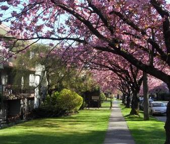 Large One Bed near Marpole Loop Available March 1st or earlier - Photo 2