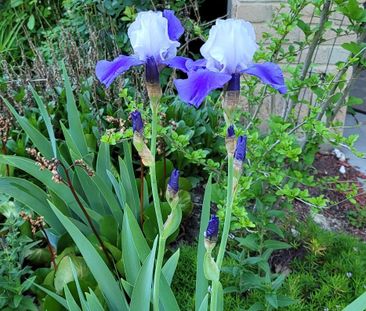 For Lease - 48 Lawndale Crescent Unit# Lower, Brampton, Ontario - Photo 4