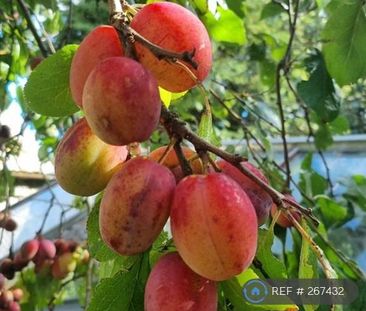 3 bedroom bungalow to rent - Photo 6