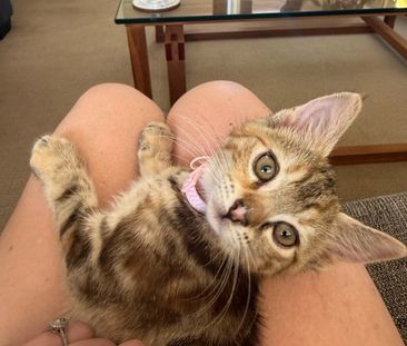 Baulkham Hills - Photo 1