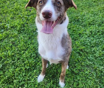 Flinders Park - Photo 3