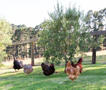 Red Hill, VIC, 3937 - Photo 5