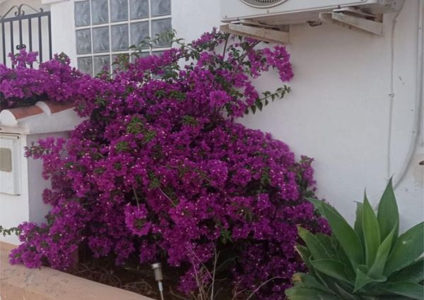 Piso de alquiler en Partida Devesa, 54, Oliva Nova