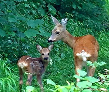 4½ Zimmer-Wohnung in Zürich - Kreis 11 Allenmoos, möbliert, auf Zeit - Photo 3