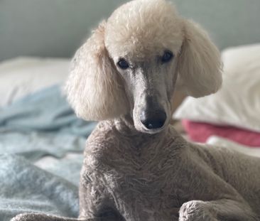 Mermaid Waters - Photo 4