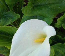 Μονοκατοικία για ενοικίαση - Παλαιά Φώκαια, - Photo 6