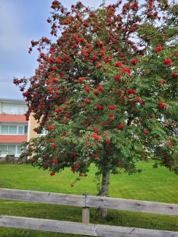 Trosalundsgatan - Foto 2