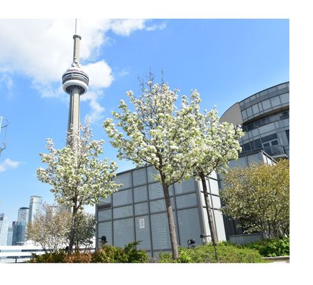 For Lease - 20 Blue Jays Way Unit# 909, Toronto, Ontario - Photo 5