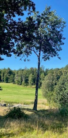 Sörensens väg, Munkedal - Photo 1