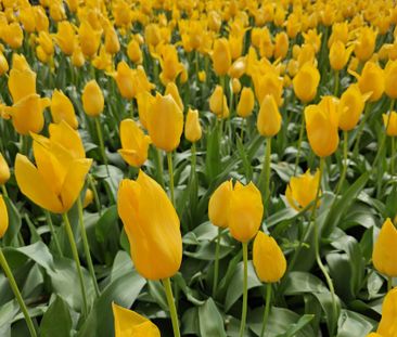 An Example of Convenient Family Home in Prime Location close to ame... - Photo 6