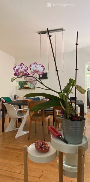 Voll möbliertes 7.5-Zimmer-Haus in Spiegel - Photo 1