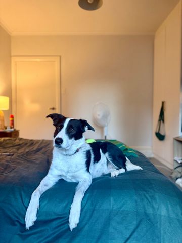 Bondi Beach - Photo 4