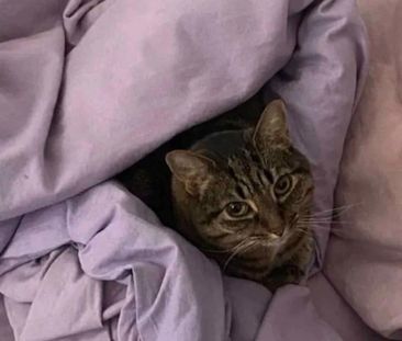 Room in a Shared Flat, London, N16 - Photo 2