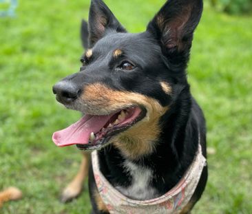 West Footscray - Photo 1