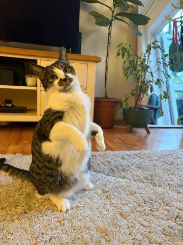 1 Bed Flat, Shaftesbury Street, N1 - Photo 2