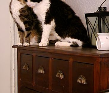 Doktor Forselius Backe, Göteborg - Foto 2