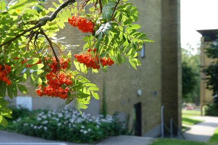 Nillas Väg 3 C - Foto 5