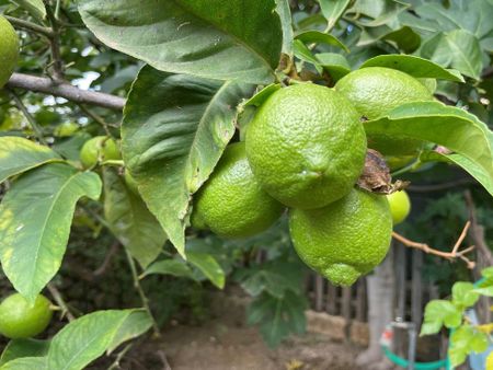 1 Carrer des Pou Nou, Búger, Balearic Islands 07311 - Photo 4