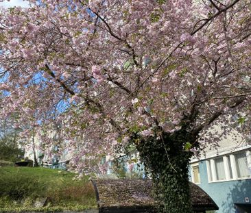 Doktor Forselius Backe, Göteborg - Foto 1