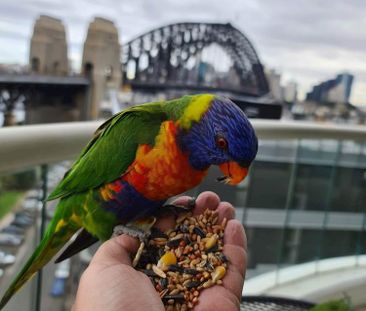 Milsons Point - Photo 5