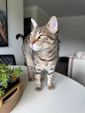 Manly Vale - Photo 3