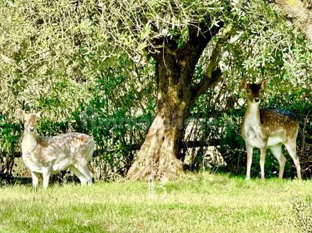 Villa unifamiliare via Monti del Lago, Gabelletta, Nepi - Photo 3