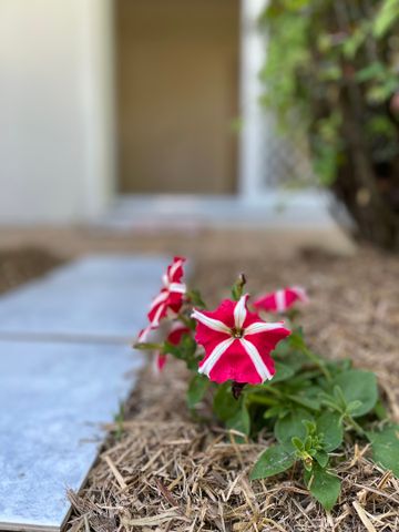 17A Tussock Crescent, Elanora QLD 4221 - House For Rent - $490 | Domain - Photo 3