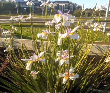 Williamstown North - Photo 5