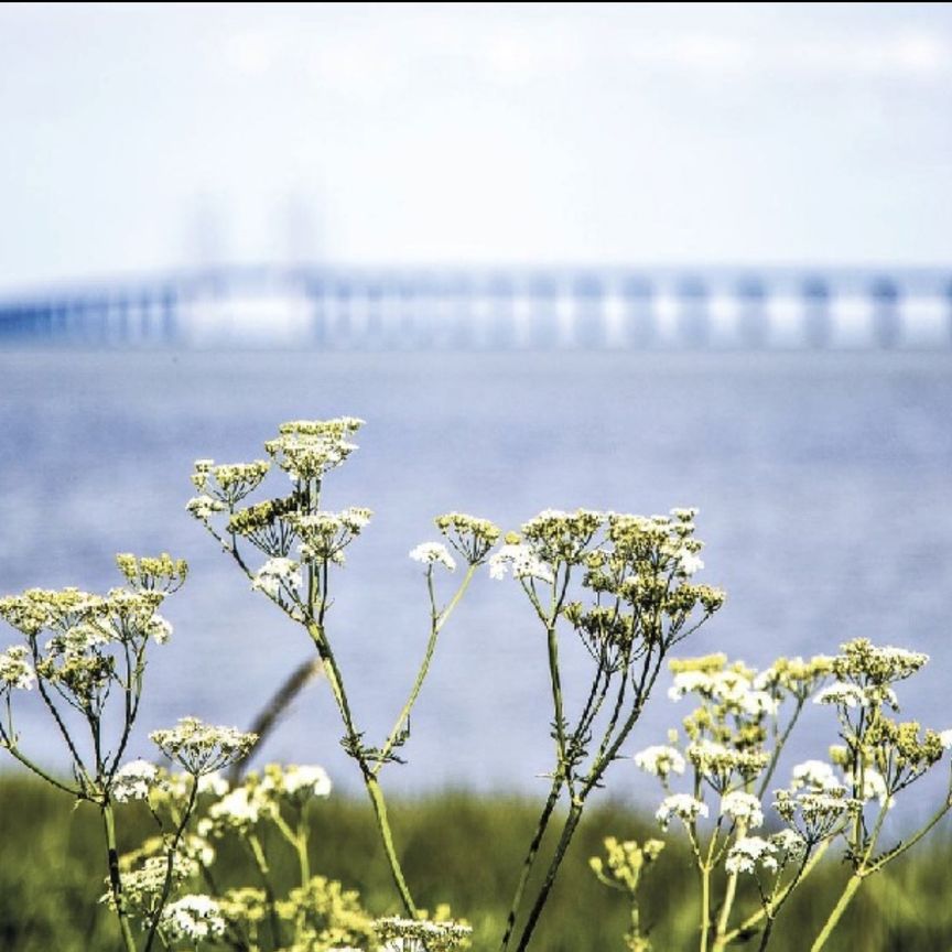 Kastanjeallén, Bunkeflostrand - Foto 1