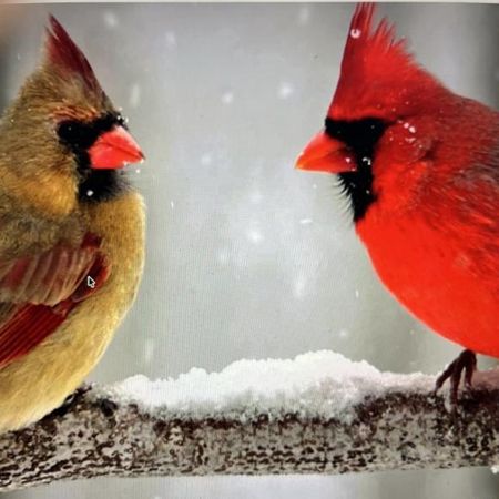 4 1/2 - Montréal (Hochelaga / Maisonneuve) - 1 990 $/mois - Photo 4