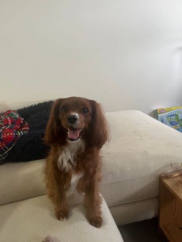 Collingwood - Photo 3