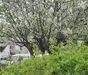 Krásny romantický RD vo vyhľadávanej časti Bratrislavy, Horský park - Fotografia 4