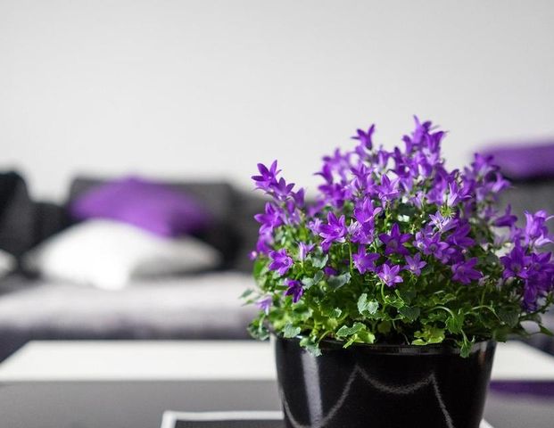 IHR GEMÜTLICHES ZUHAUSE ! Schnuckelige 2-Zi-Whg, WF 51 m², Chiemsee & Alpen - Foto 1