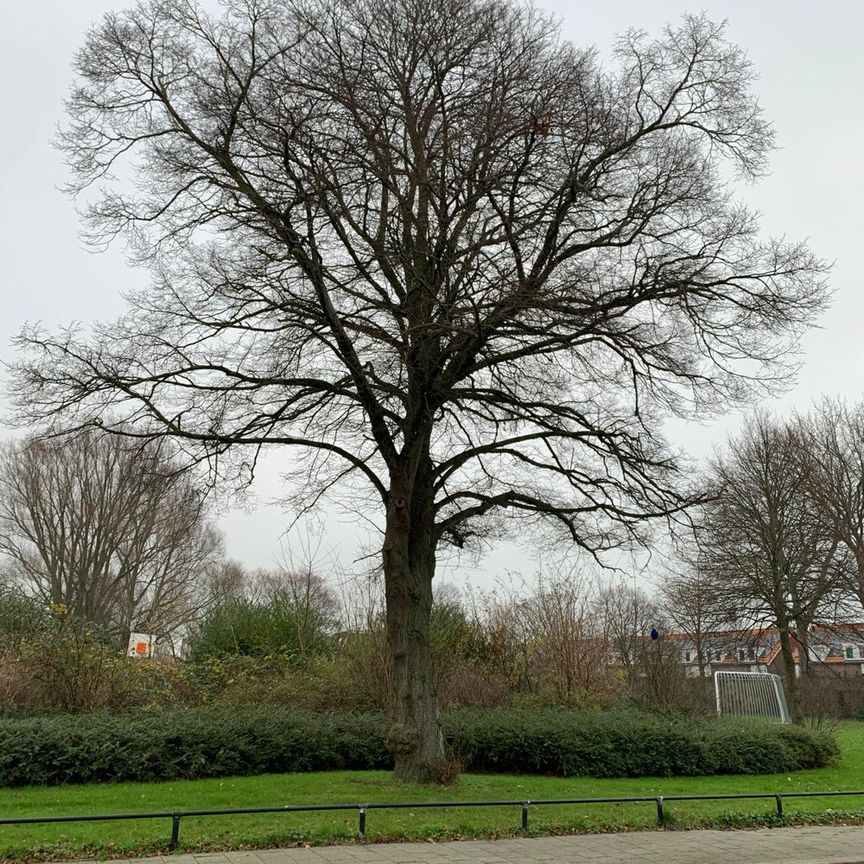 Bovenwoning De Lannoystraat, Vlissingen huren? - Foto 1