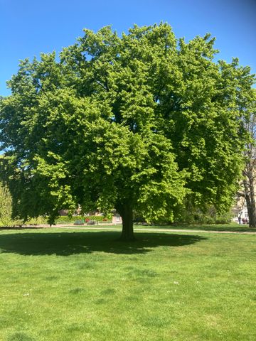 Östra Rönneholmsvägen, Malmö - Photo 3