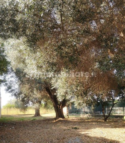 Villa unifamiliare via Provinciale Bosco 3, Bosco Sant'Ippolito, Bovalino - Photo 4